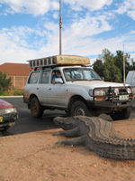 Wombat meets a saltie, Port Hedland